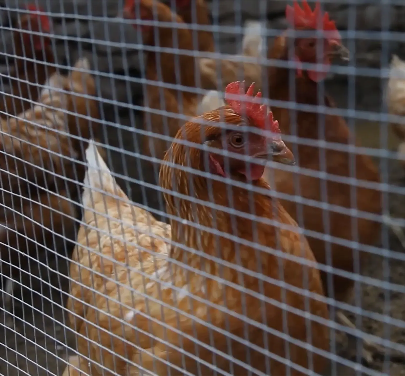 portada KOSMOS en el camino por Eduardo Martín Jimenez